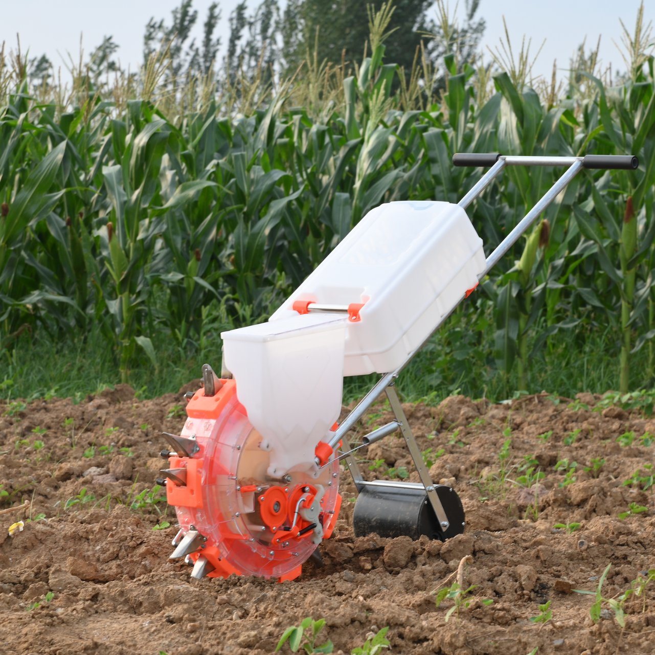 Tomato and Rice Plantations Use Hand-Pushed Automatic Feeding Seeder